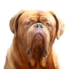 Service chien 76 entre particuliers