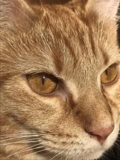 Service : chat Service : chat