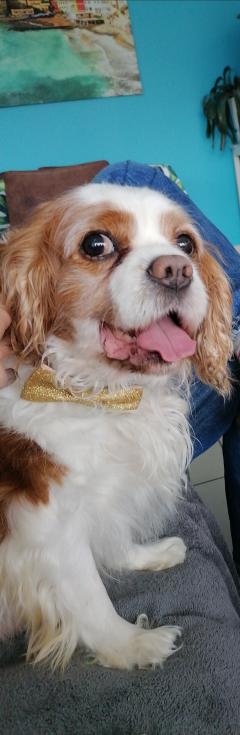 Service : chien Service : chien