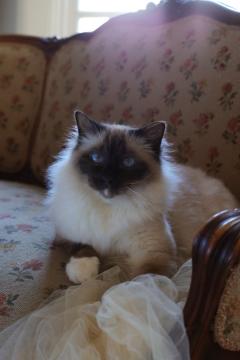 Service : chat Service : chat