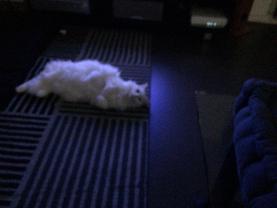 Service : garde animaux Service : garde animaux