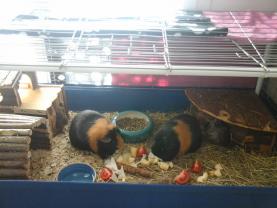 Service : rongeur Service : rongeur