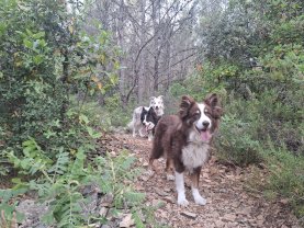 Service : garde animaux