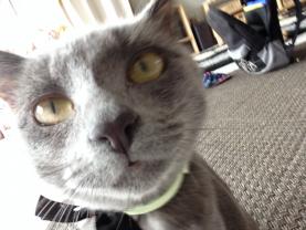 Service : garde animaux Service : garde animaux