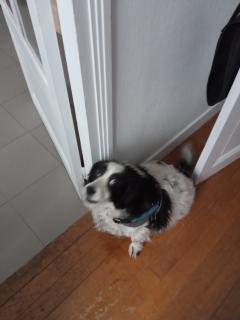 Service : chien Service : chien