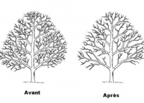 Demander cet élagueur