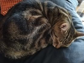 Service : garde animaux Service : garde animaux