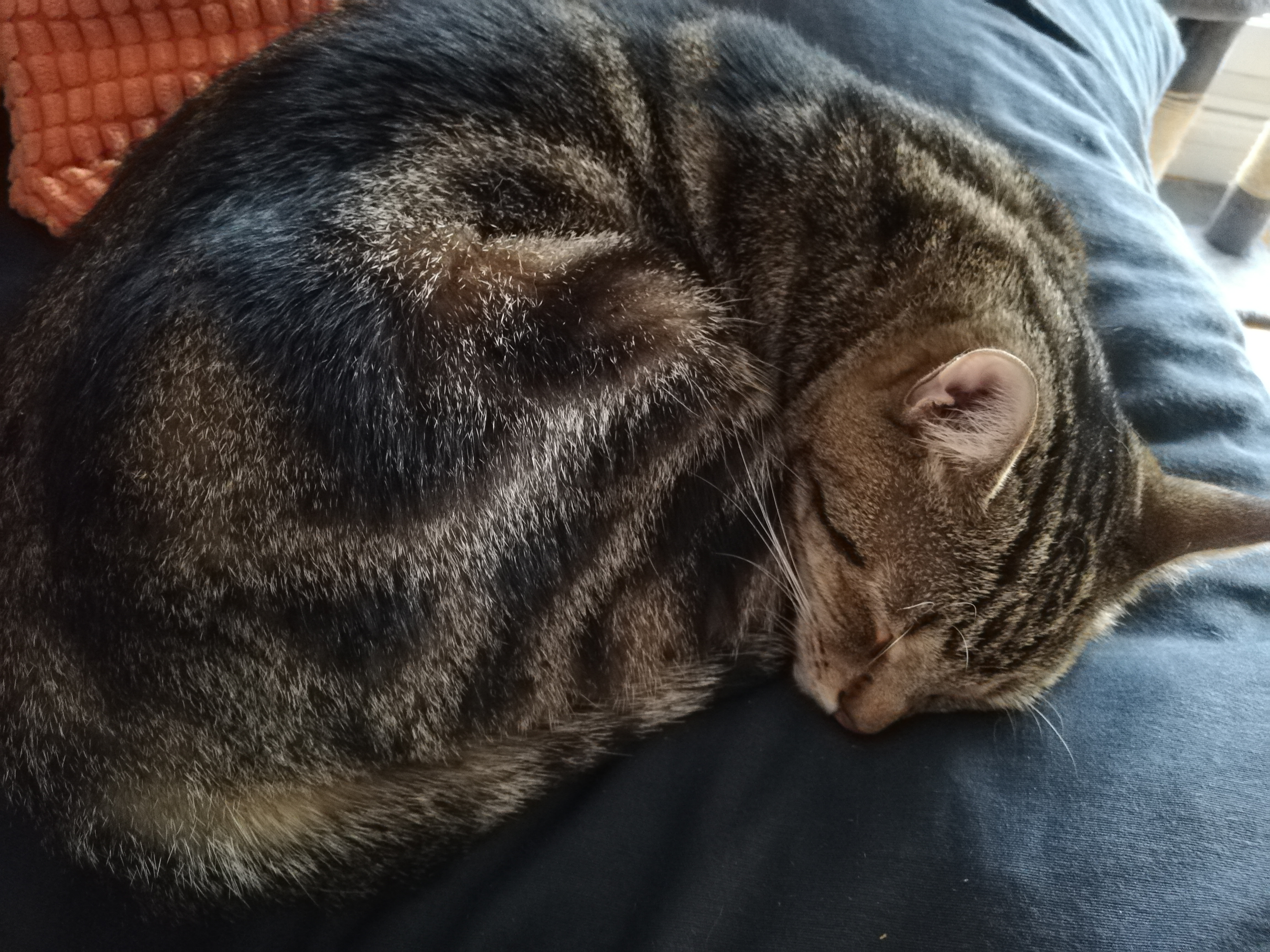 Service garde animaux 78 entre particuliers