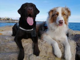 Service : chien Service : chien