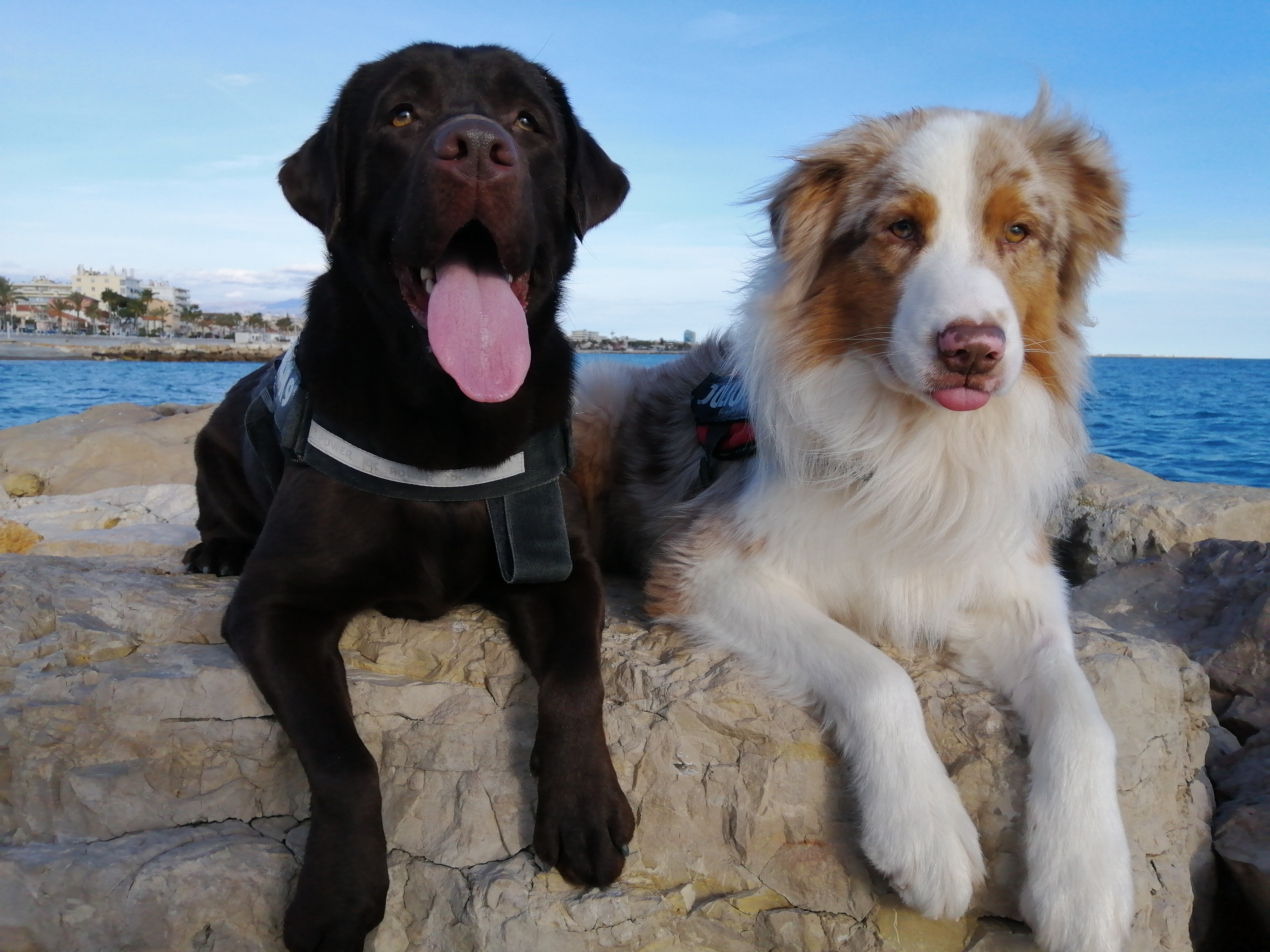 Service chien 06 entre particuliers