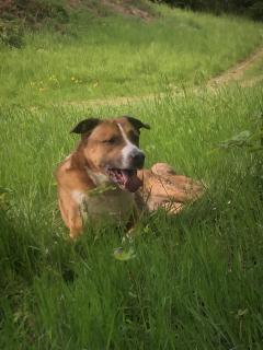 Service : chien Service : chien