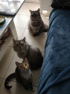 Service : garde animaux Service : garde animaux