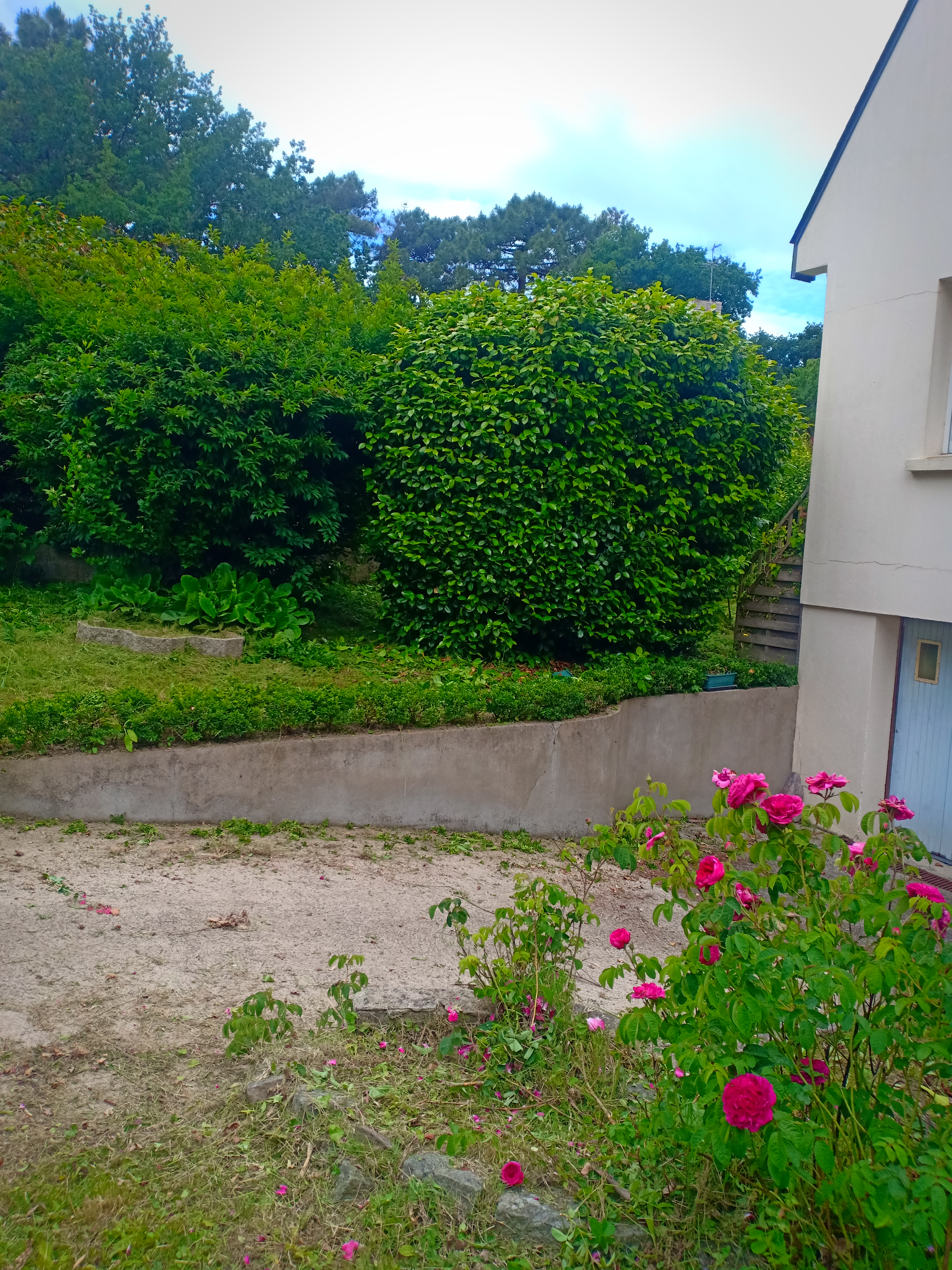 Service taille de haies 56 entre particuliers