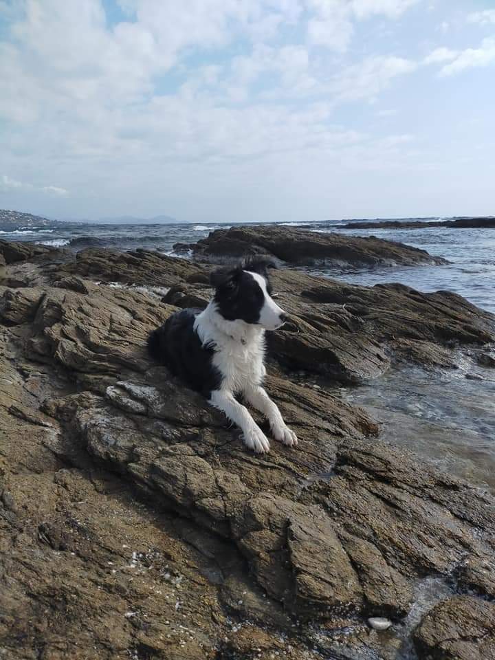 Service garde animaux 38 entre particuliers