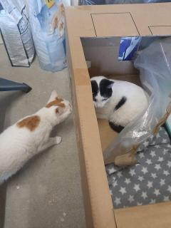 Service : chat Service : chat