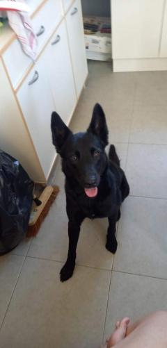 Service : chien Service : chien