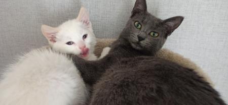 Demander ce catsitter