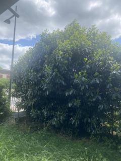 Service : jardinage Service : jardinage