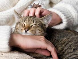 Demander ce catsitter