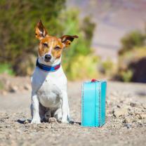 Demander ce petsitter