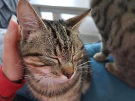 Service : garde animaux Service : garde animaux