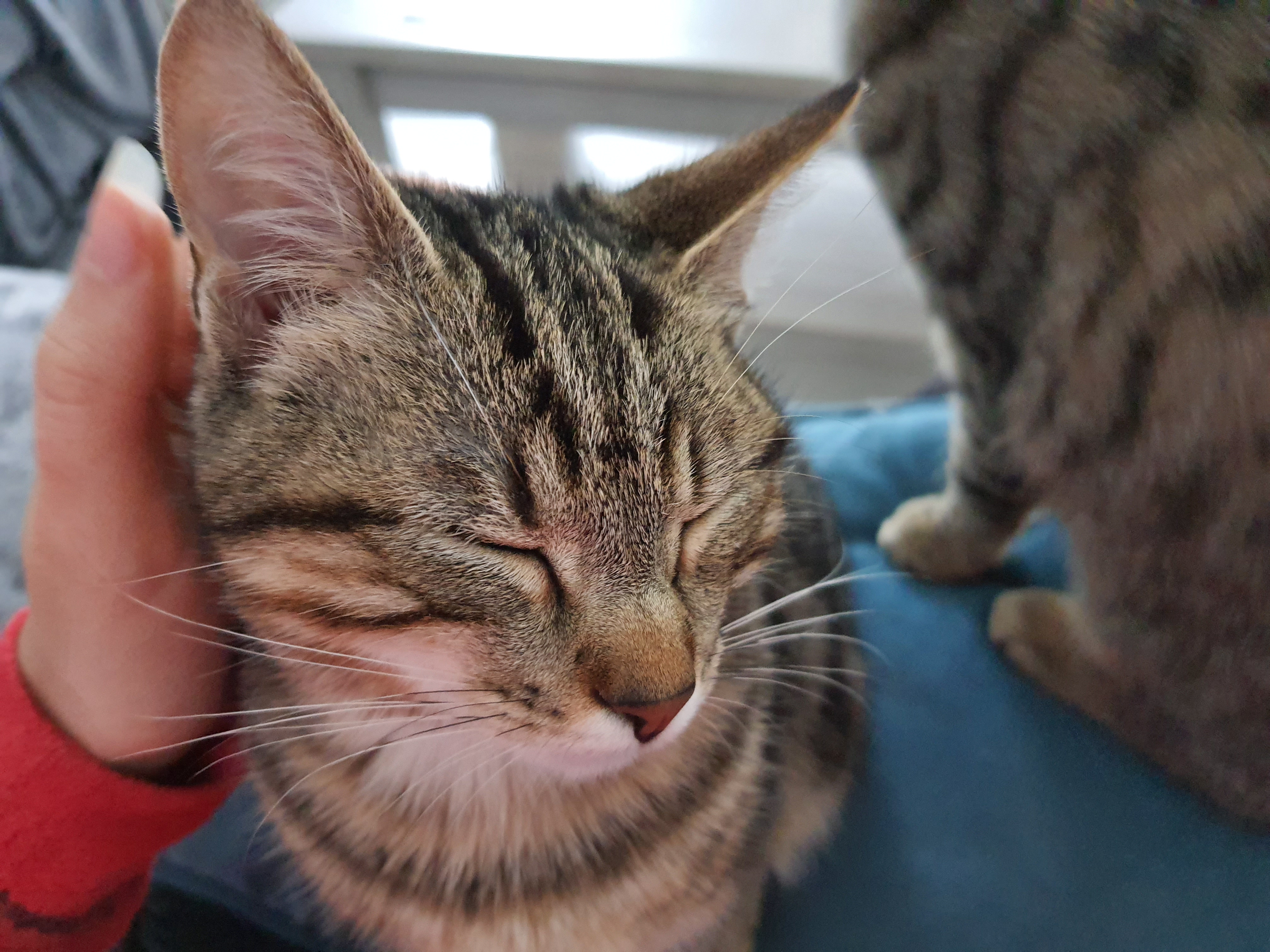 Service garde animaux 95 entre particuliers