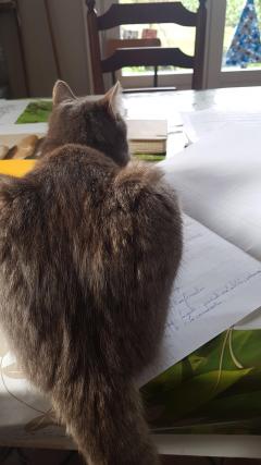 Service : chat Service : chat