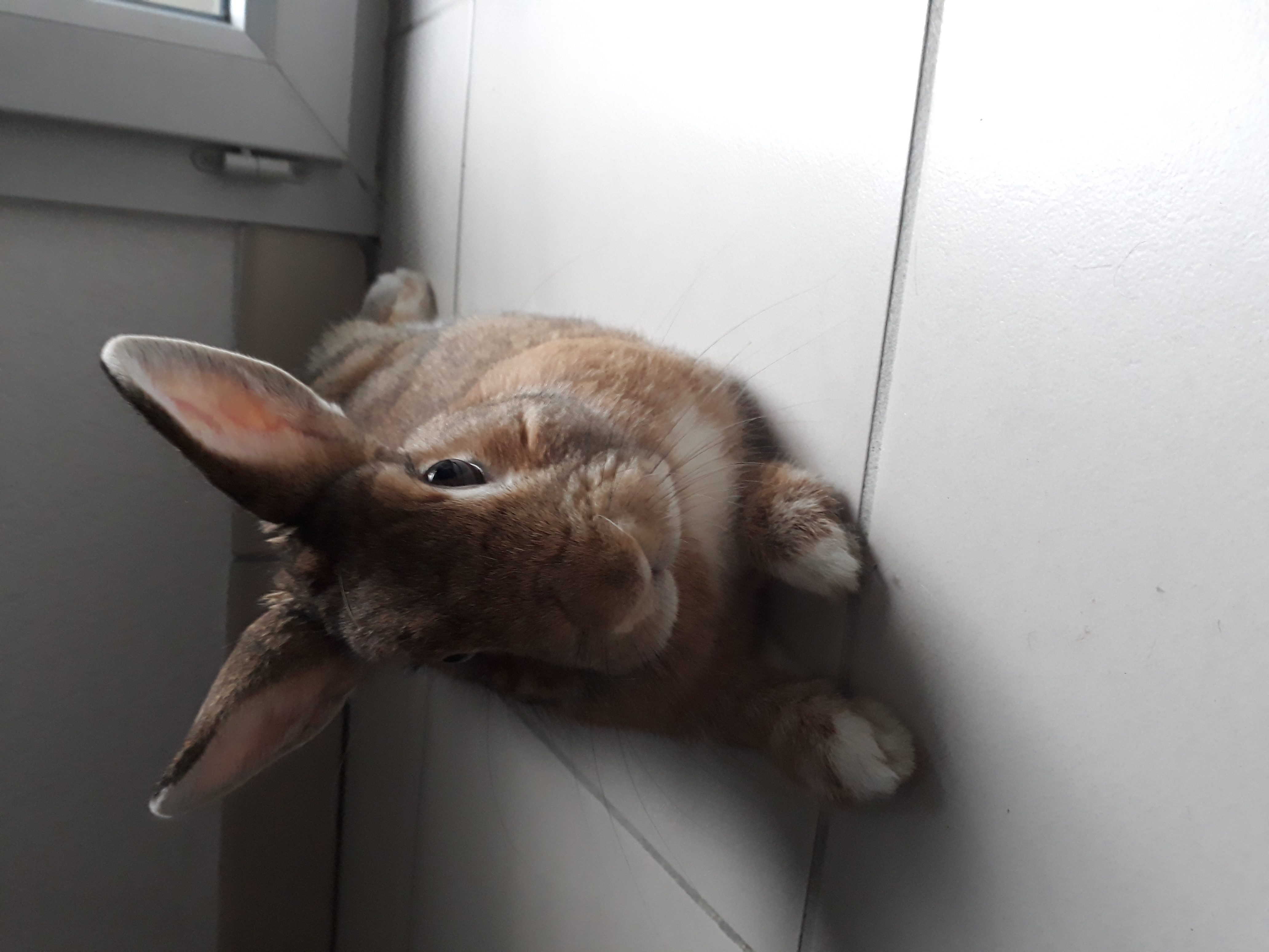 Service garde lapin 31 entre particuliers