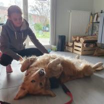 Service chien entre particuliers