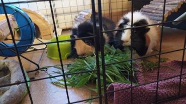 Service : rongeur Service : rongeur