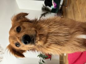 Service : chien Service : chien