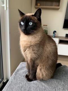 Service : chat Service : chat