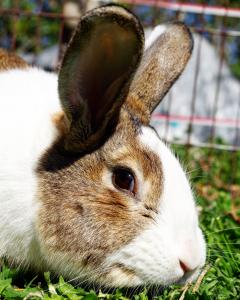 Service garde lapin entre particuliers