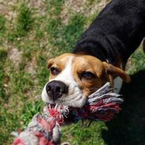 Demander ce petsitter