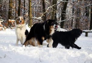 Service : garde animaux Service : garde animaux