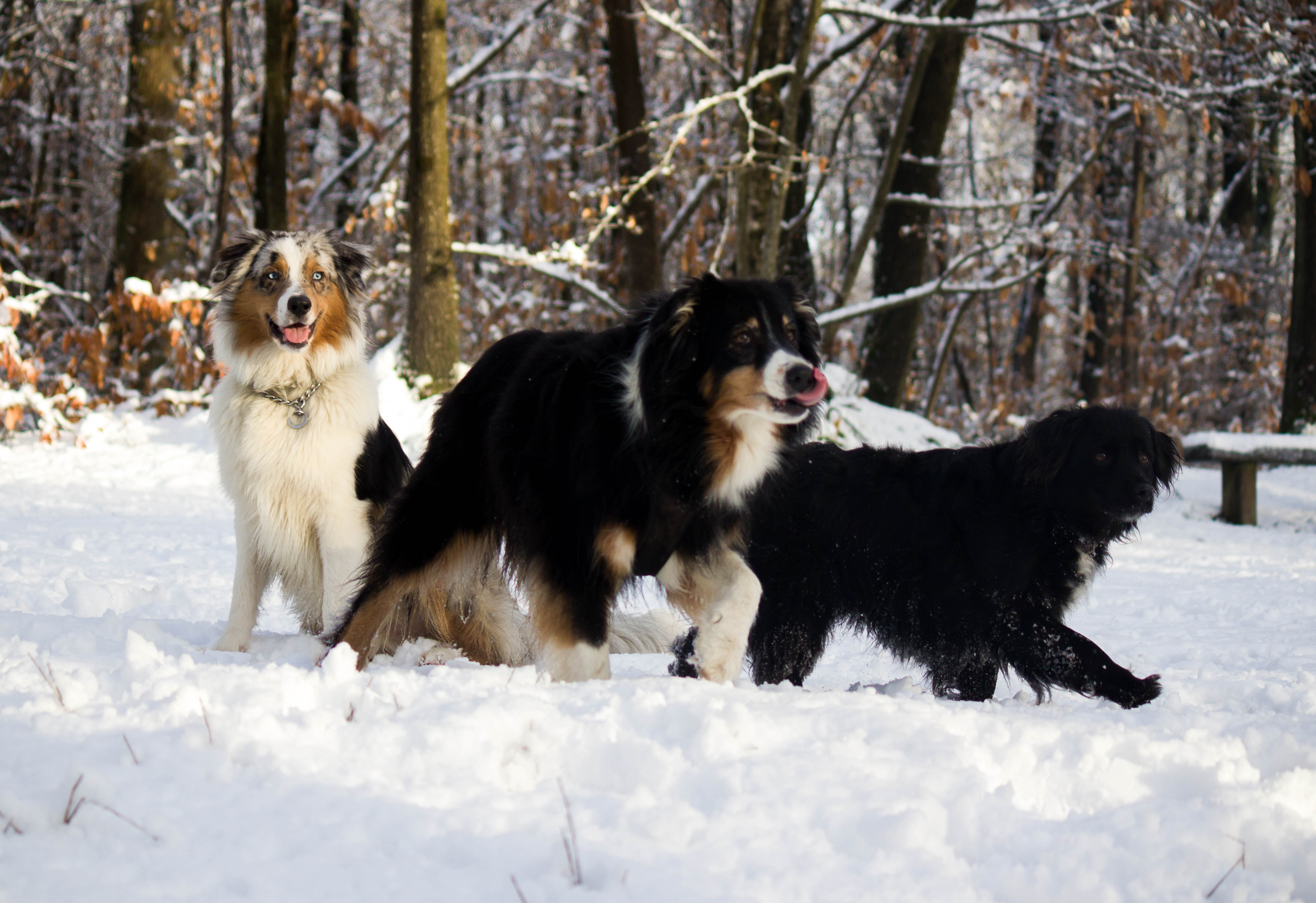 Service garde animaux 78 entre particuliers