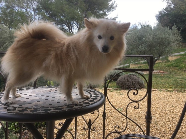 Service chien 84 entre particuliers