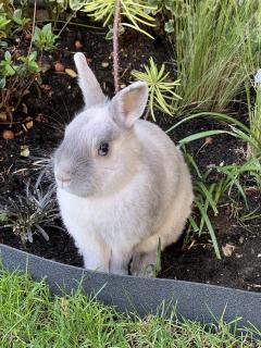 Service garde lapin entre particuliers