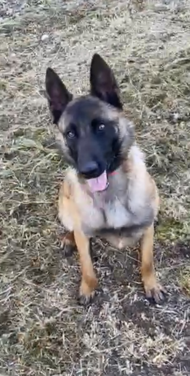 Service chien 27 entre particuliers