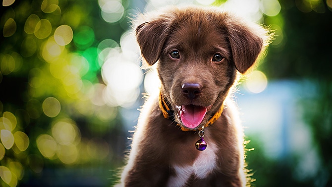 Service garde animaux 78 entre particuliers
