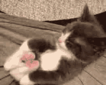 Demander ce catsitter