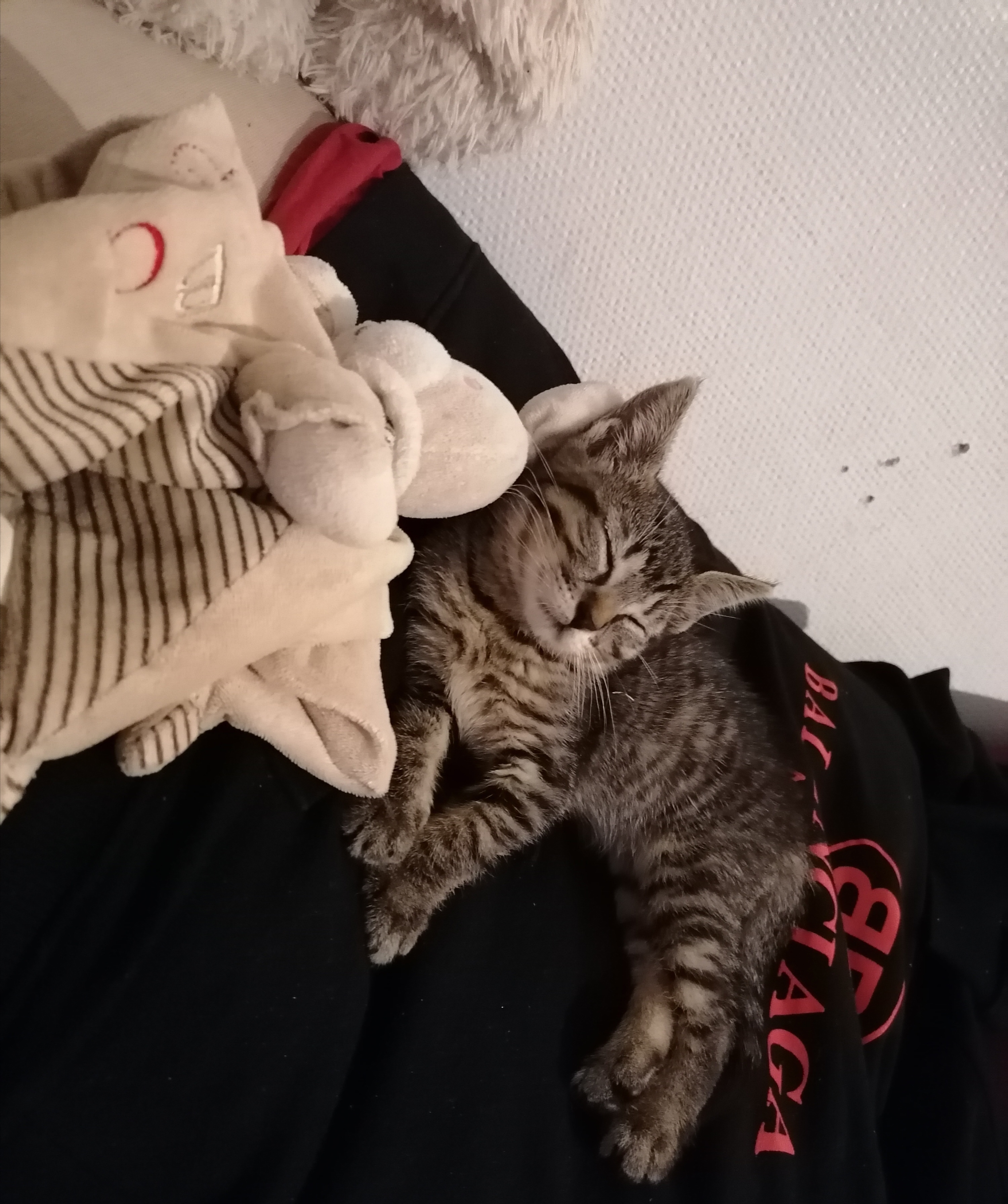 Service garde animaux 94 entre particuliers