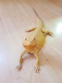 Service : reptile Service : reptile