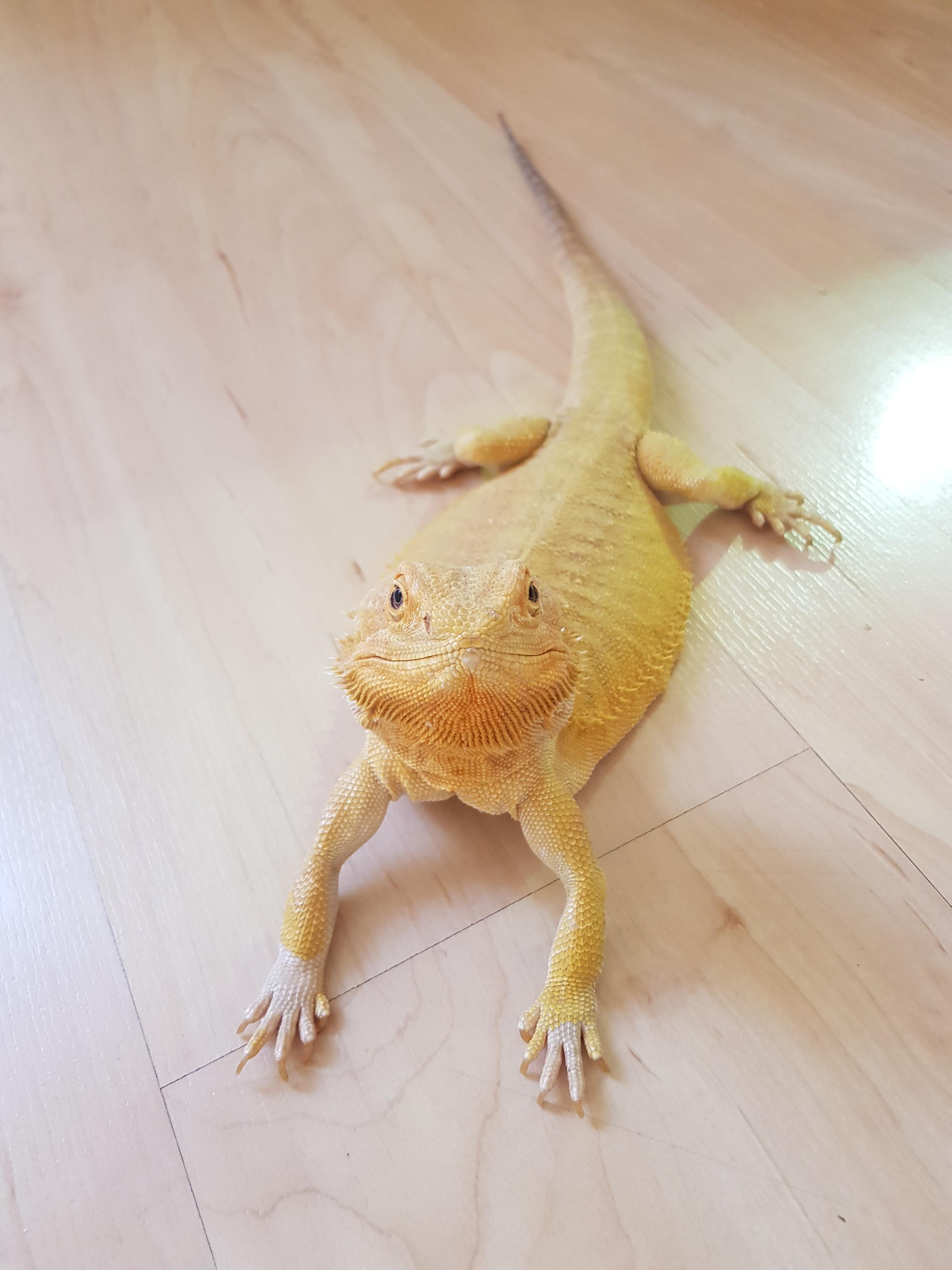 Service reptile 38 entre particuliers