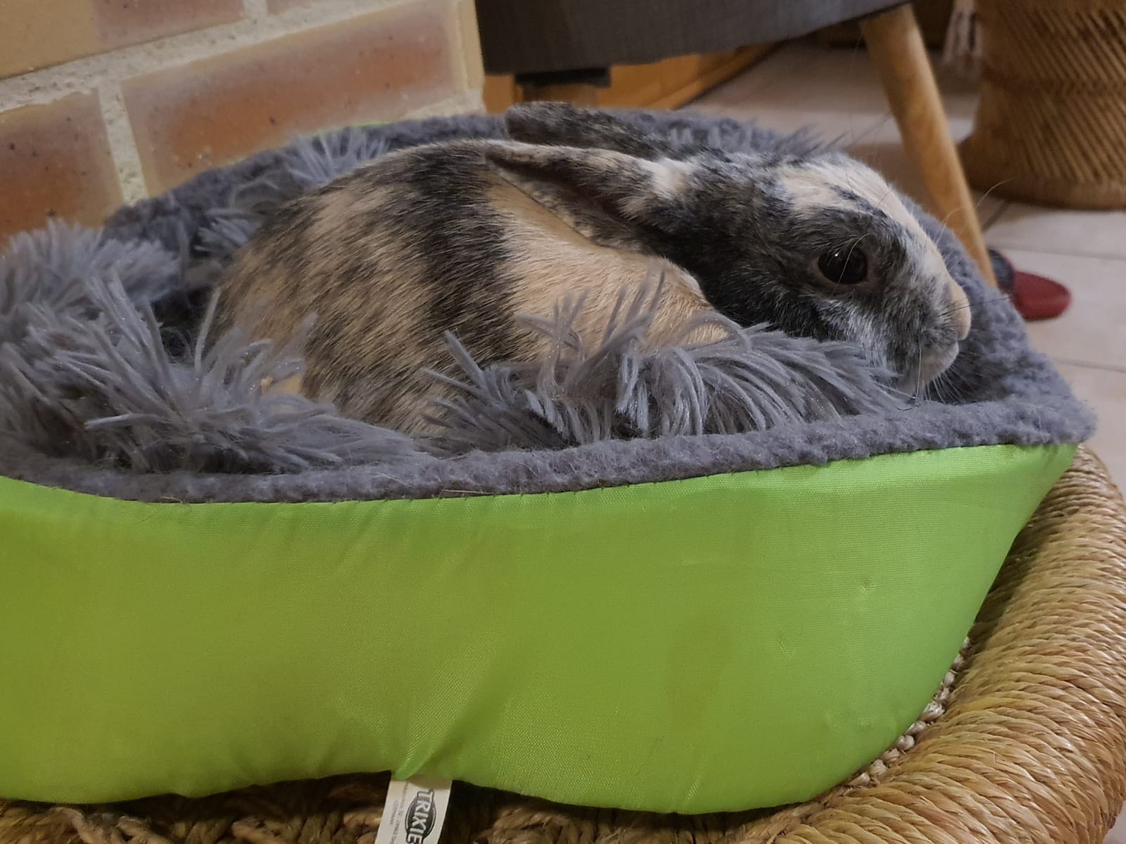 Service garde lapin 77 entre particuliers