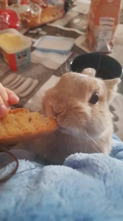 Service : garde lapin Service : garde lapin