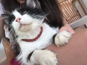 Demander ce catsitter