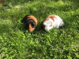 Service : rongeur Service : rongeur