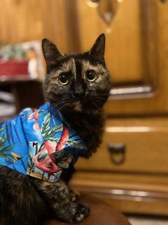 Service : garde animaux Service : garde animaux