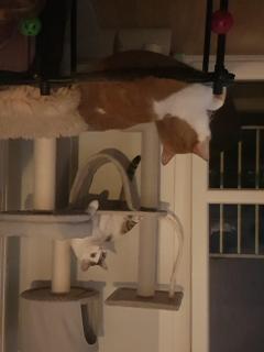 Service : garde animaux Service : garde animaux